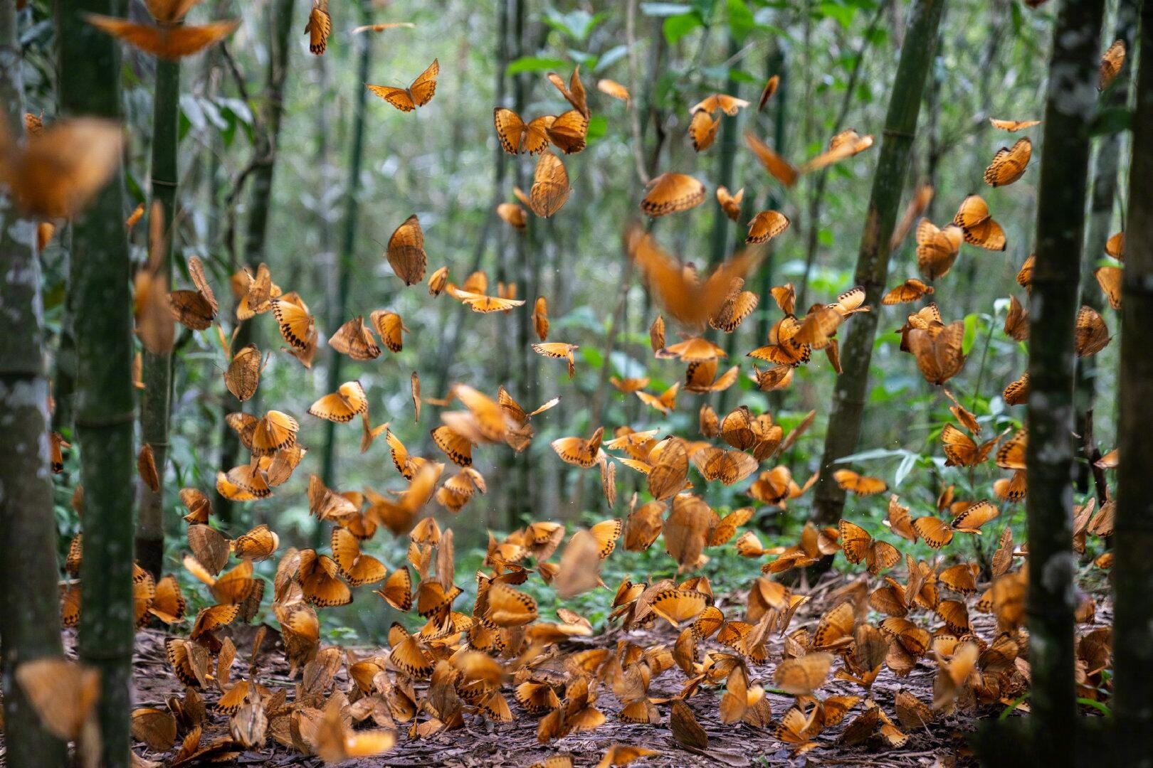 Hon 150 trieu con buom thoat ken o Trung Quoc hinh anh