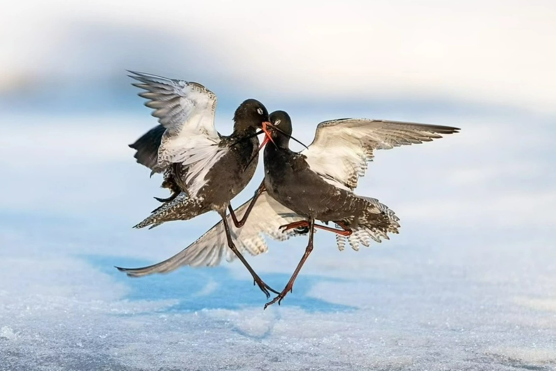 Nhung tac pham dep nhat cuoc thi Nhiep anh Chim hinh anh