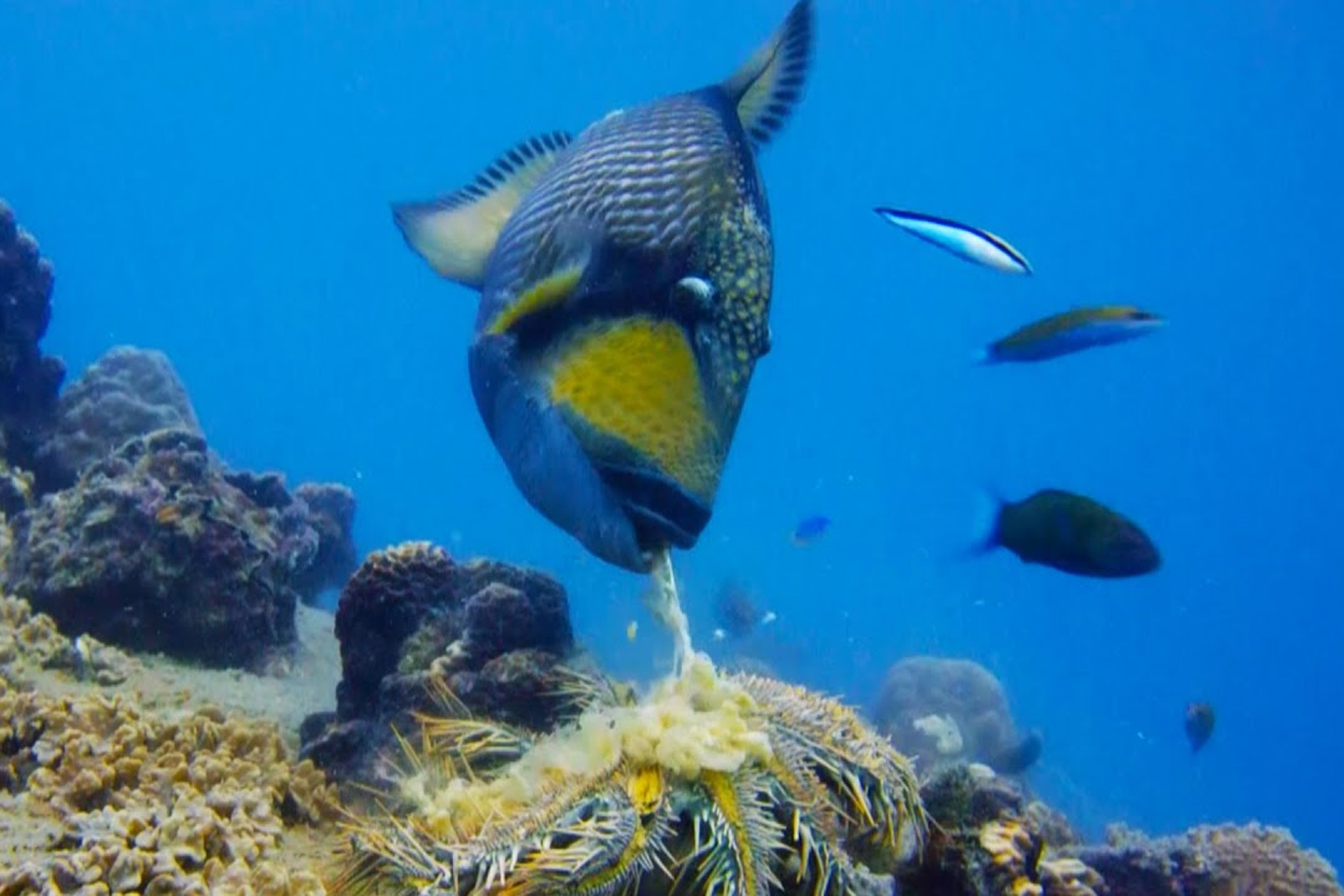 Ca bo vay xanh lieu minh bao ve ran san ho hinh anh