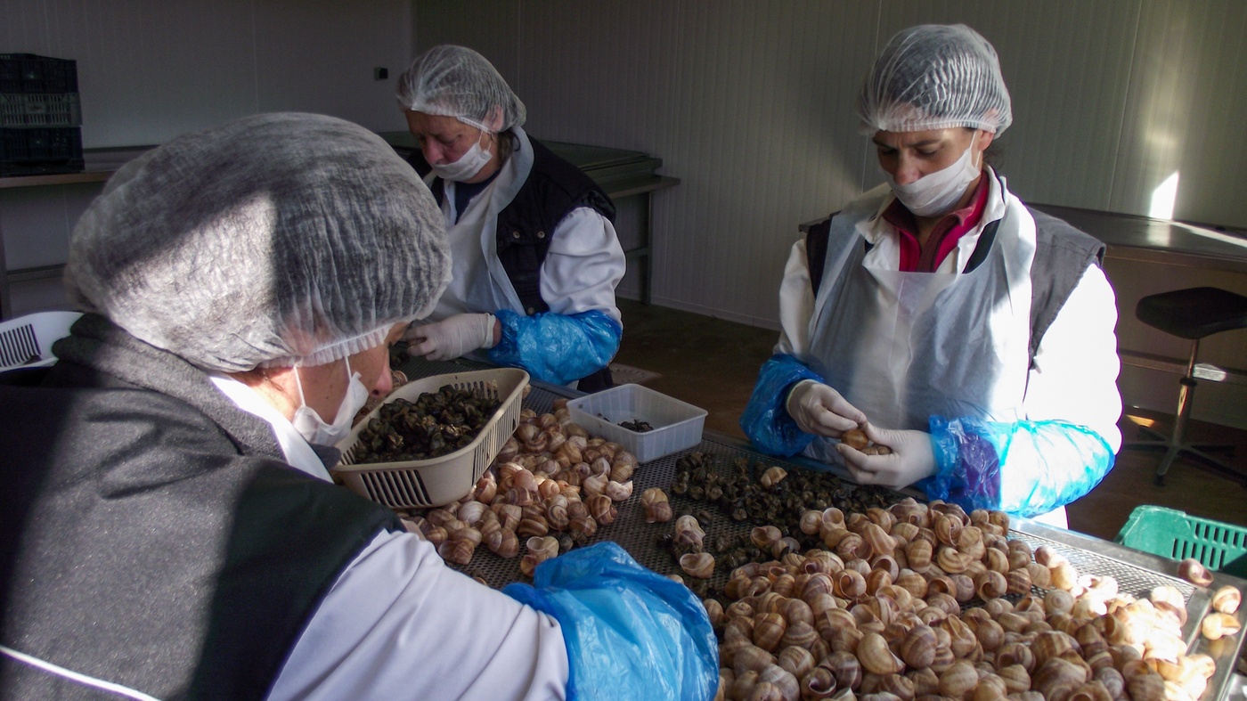 Oc sen an duoc anh 3