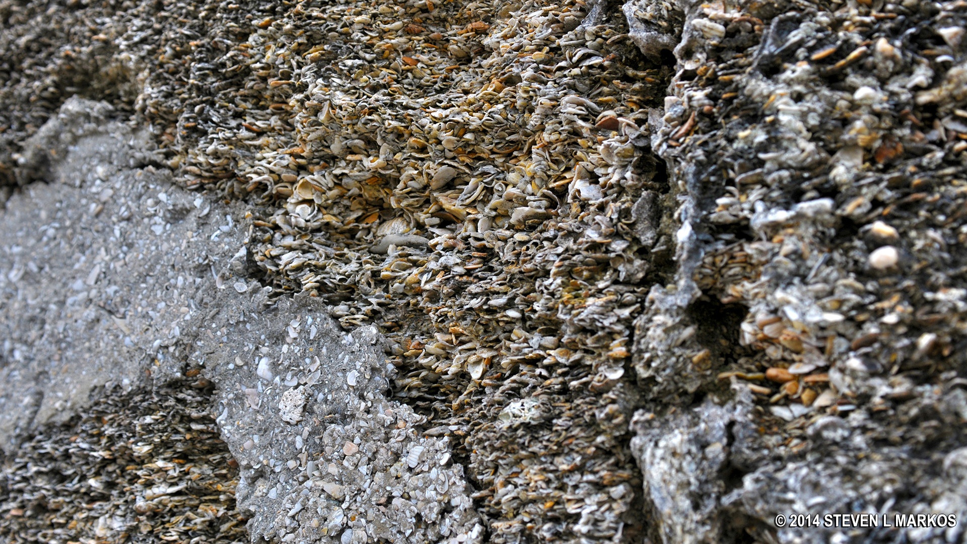 Phao dai nuot dan dai bac anh 5