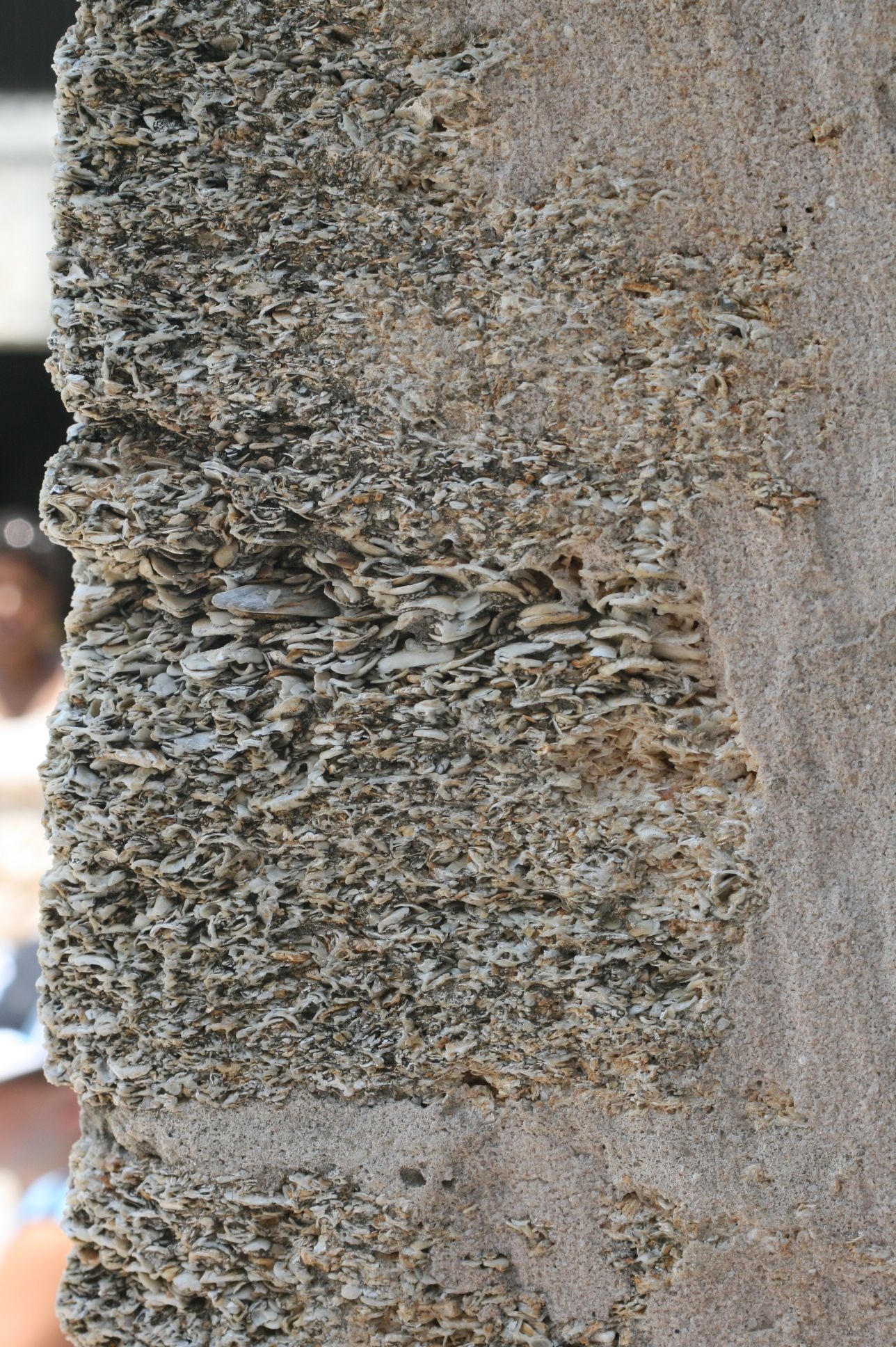 Phao dai nuot dan dai bac anh 7