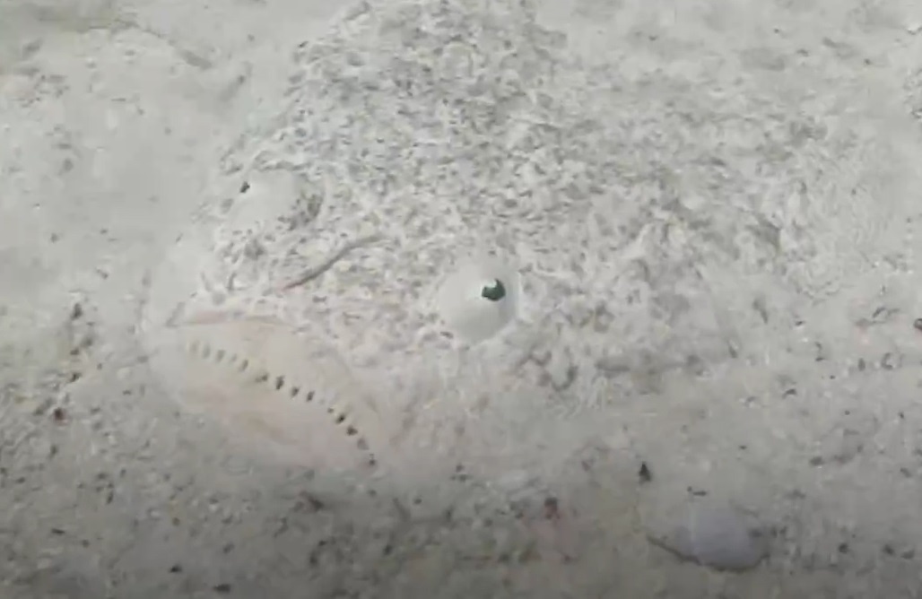 Nhung loai vat co kha nang nguy trang sieu hang hinh anh