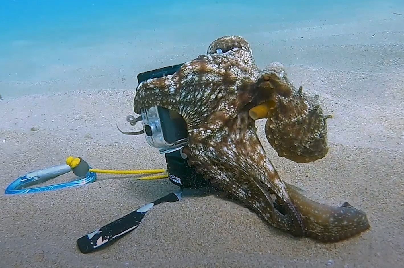 Bach tuoc cuop may quay cua tho lan hinh anh