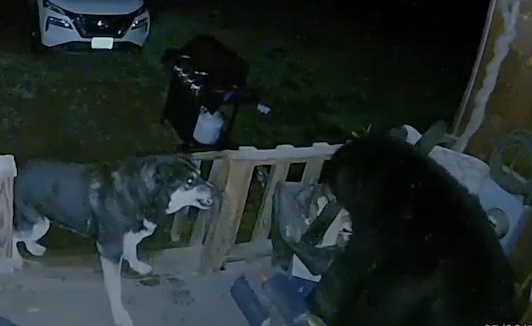 Cho dung cam xua duoi gau lon vao nha o My hinh anh