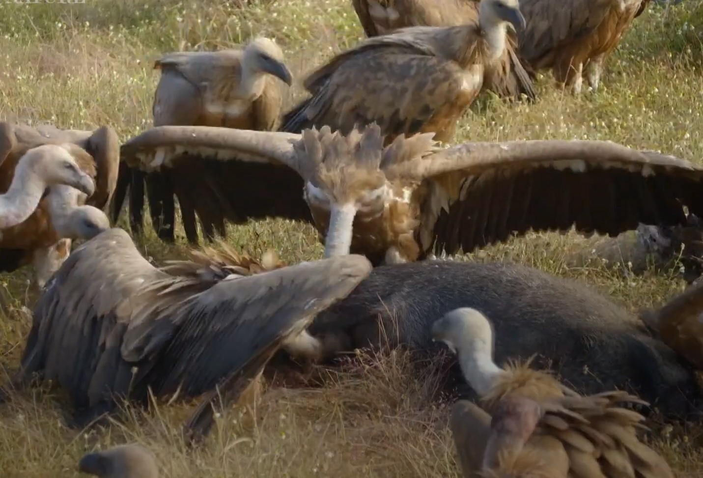 Cao tan cong dan ken ken de gianh moi hinh anh