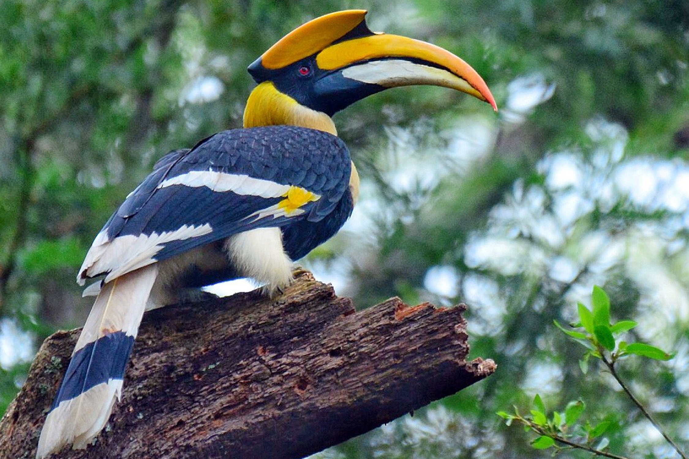 Phat hien gia dinh chim hong hoang quy hiem o Trung Quoc hinh anh