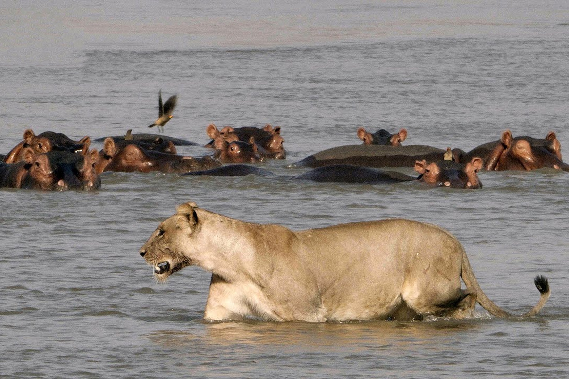 Ha ma me duoi su tu va ca sau de bao ve con hinh anh