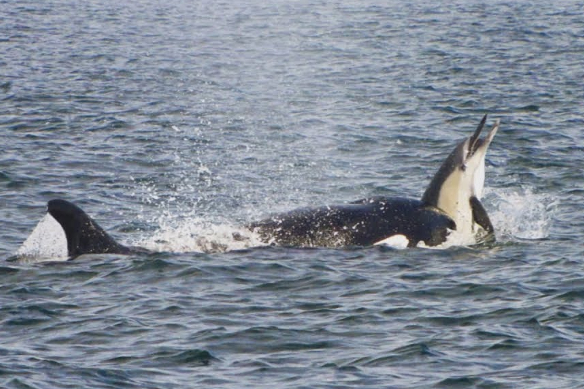 Ca voi sat thu phoi hop doat mang ca heo hinh anh