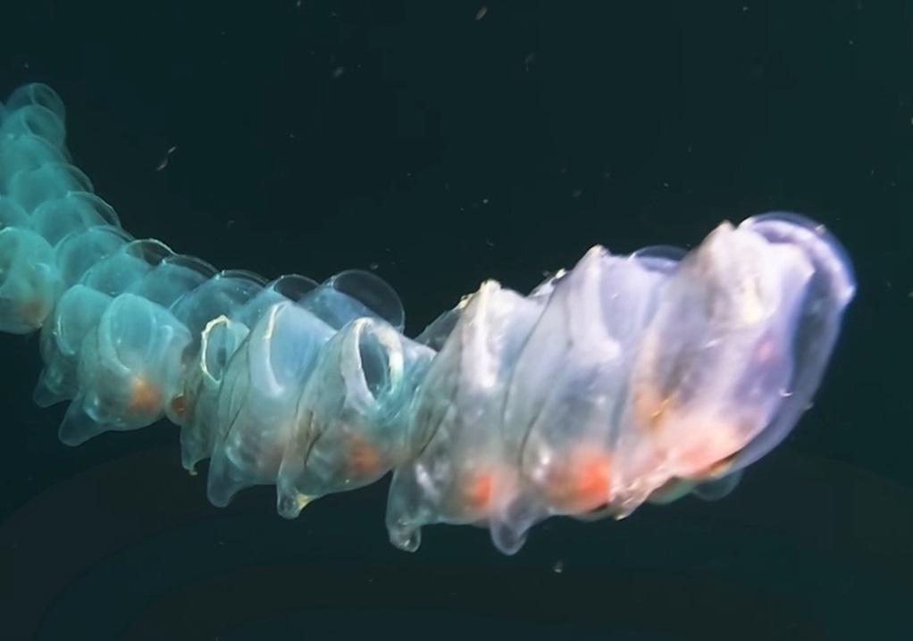 Nhung sinh vat bien ky la nhat the gioi hinh anh