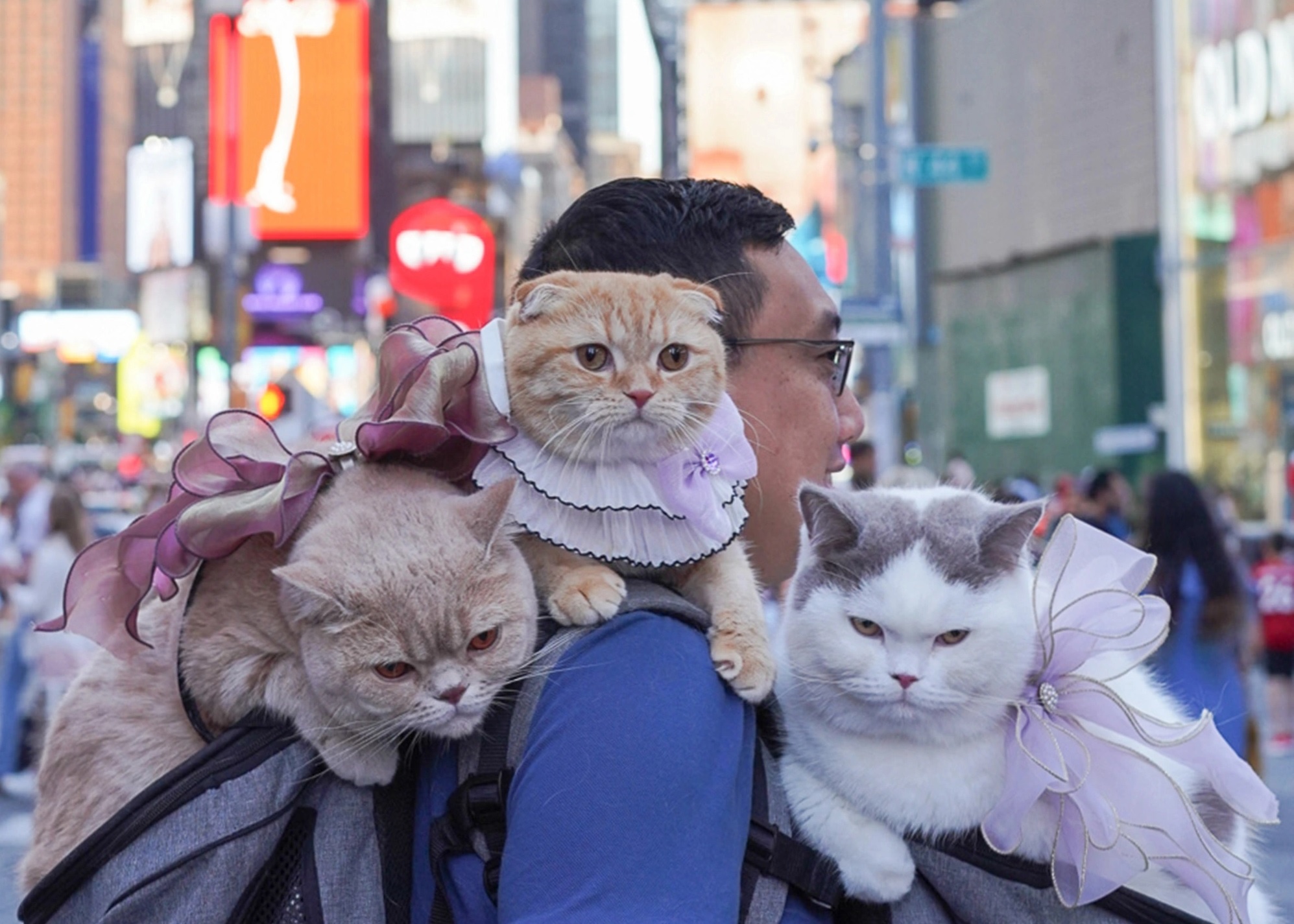 Doi vo chong mang 3 con meo chu du the gioi hinh anh