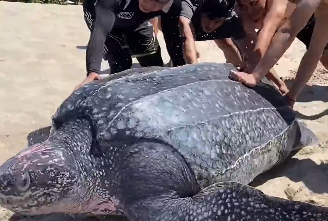 Du khach giai cuu rua bien khong lo mac ket gan bai bien hinh anh