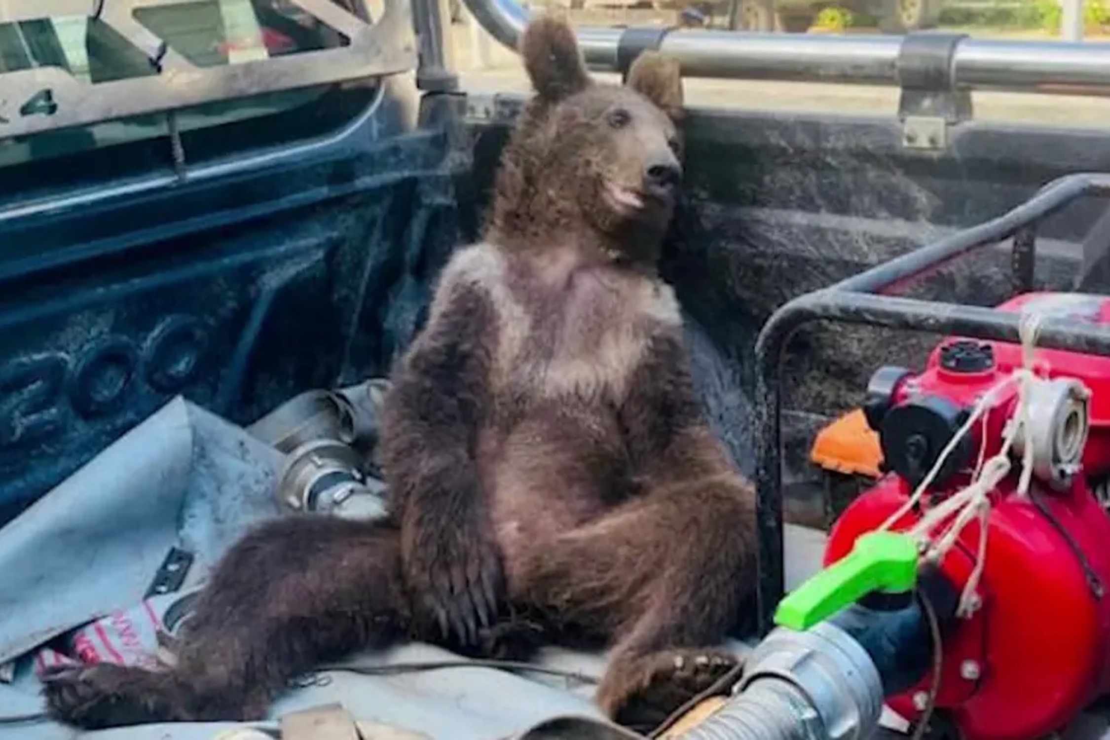 Giai cuu gau con say mat ong dien o Tho Nhi Ky hinh anh