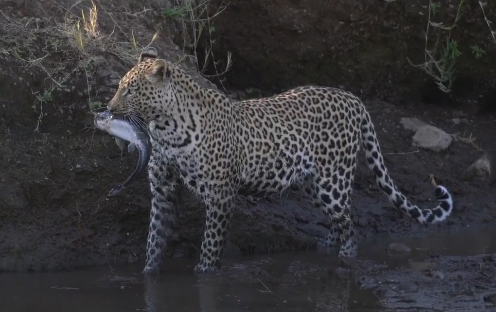 Bao hoa mai san bat ca duoi song hinh anh