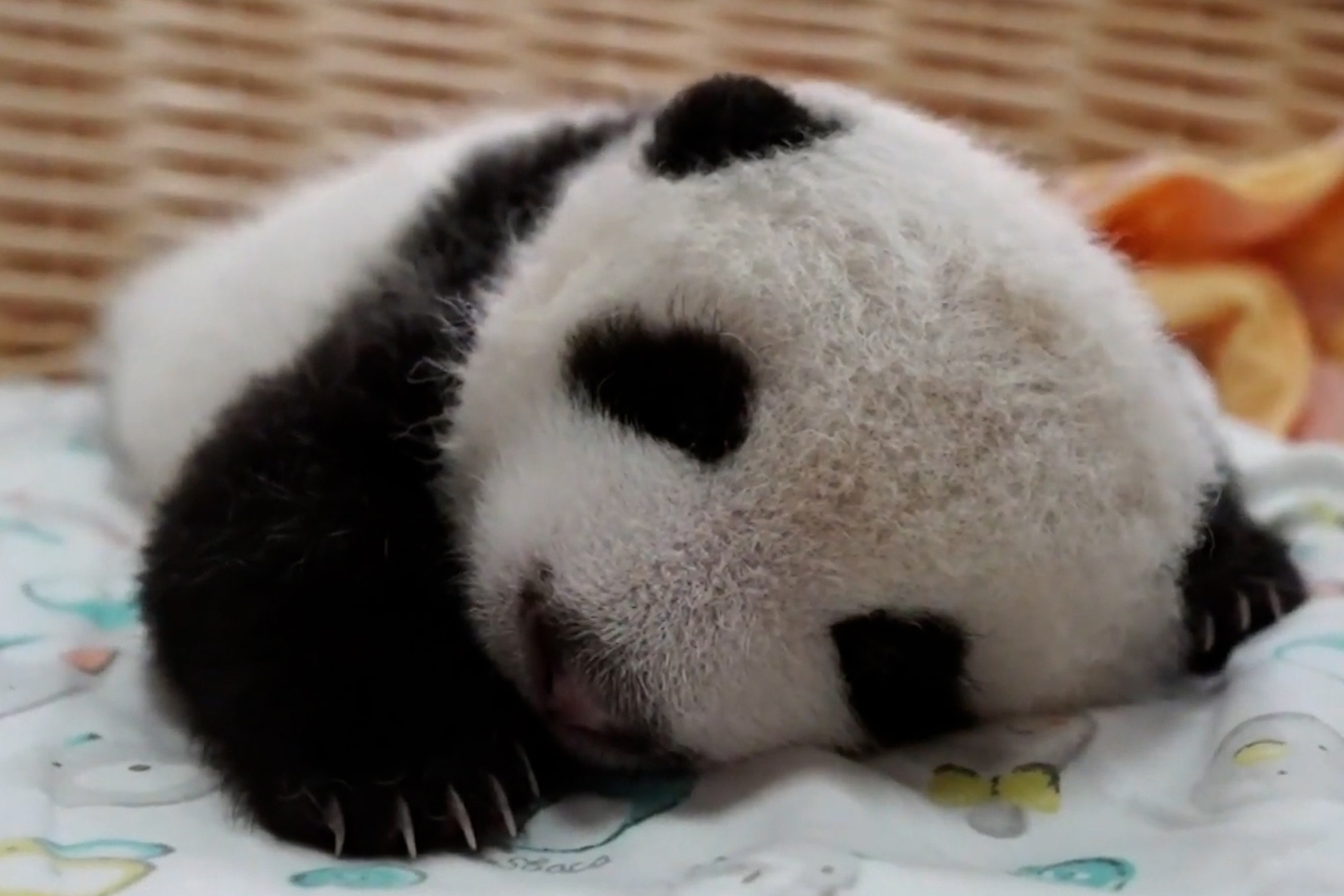 Gau truc con nang nhat the gioi hinh anh