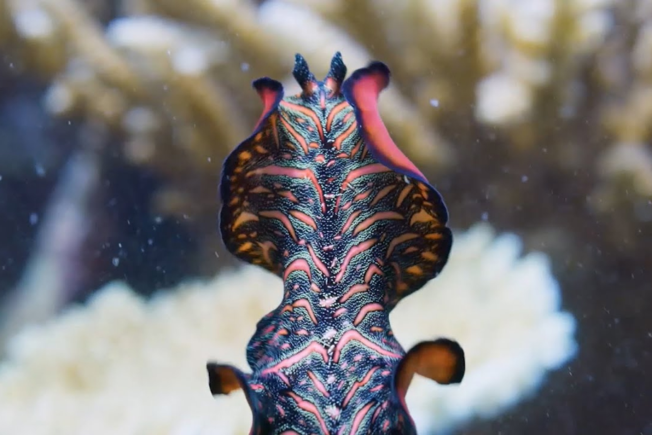 Loai giun tiem tinh dich vao dau de sinh san hinh anh