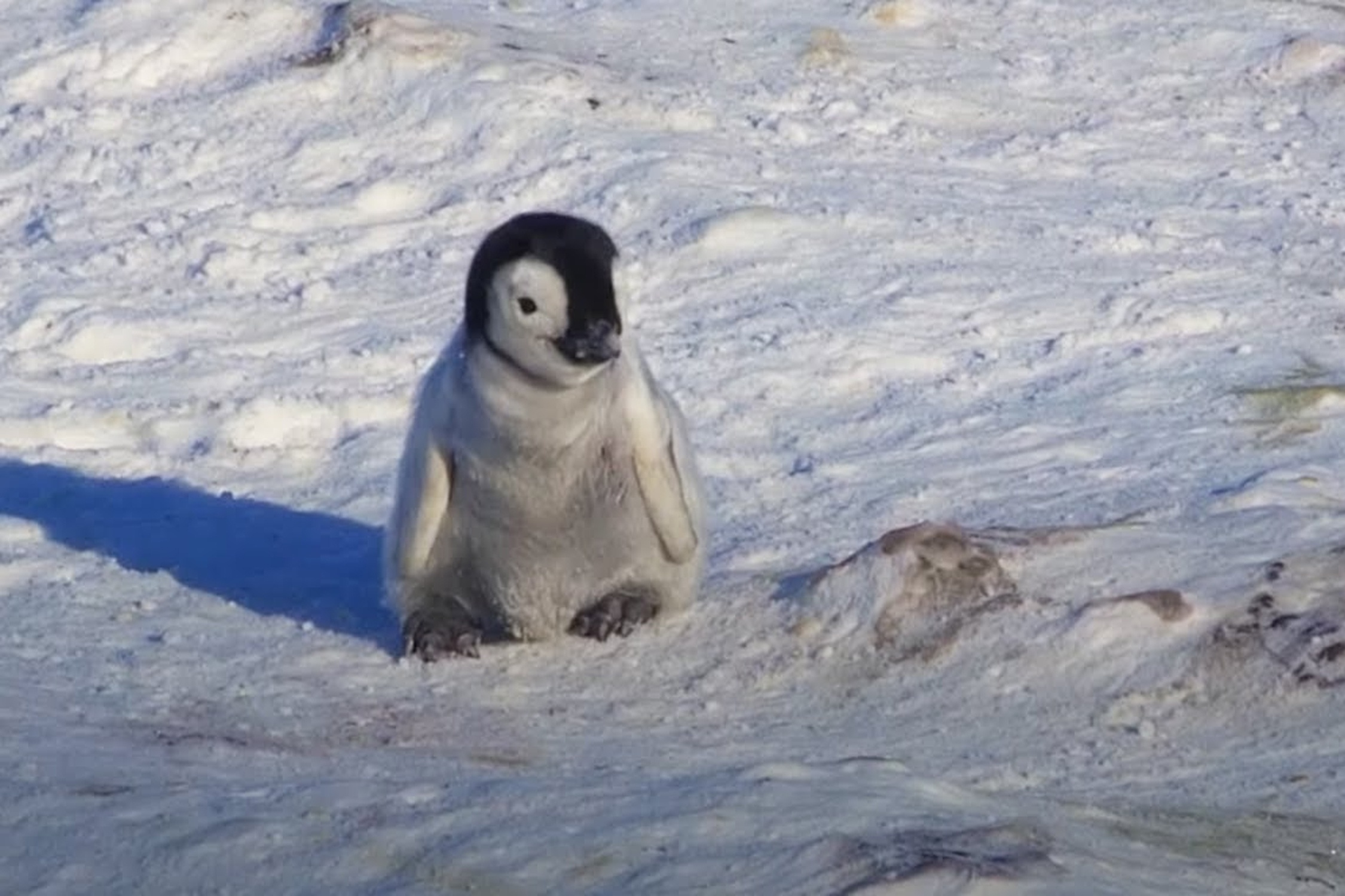 Chim canh cut con co gang ket ban hinh anh