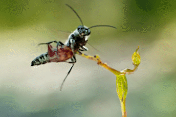 Cay lan bua nguy trang de 'lua tinh' ong bap cay hinh anh
