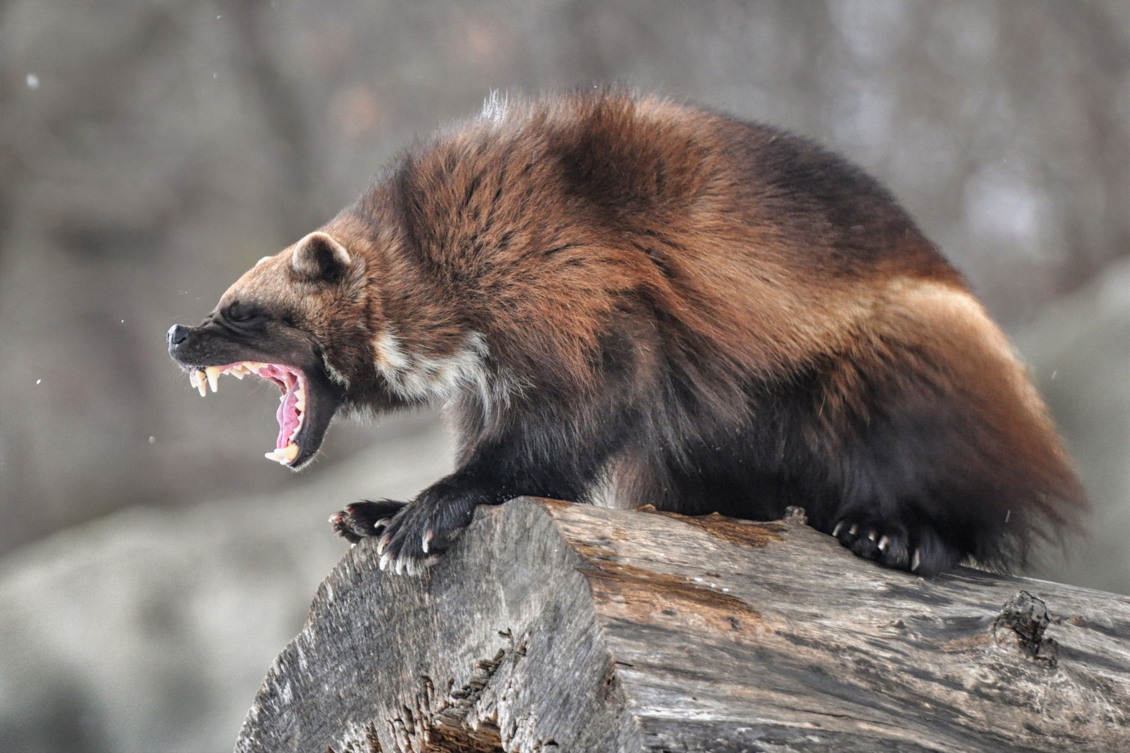 Chon soi me tan cong nham ban doi hinh anh