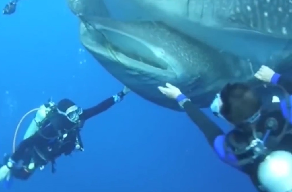 Giai cuu 4 con ca map voi cung mac ket trong luoi hinh anh