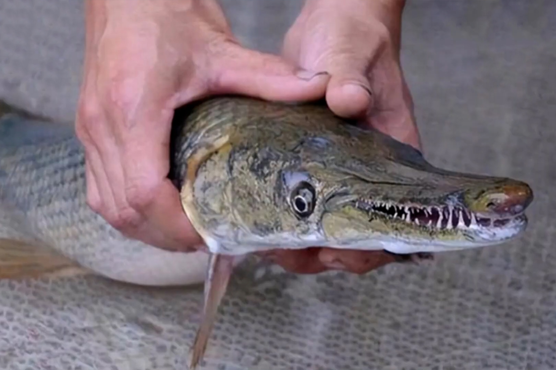 'Ca quai vat' xuat hien o Trung Quoc hinh anh