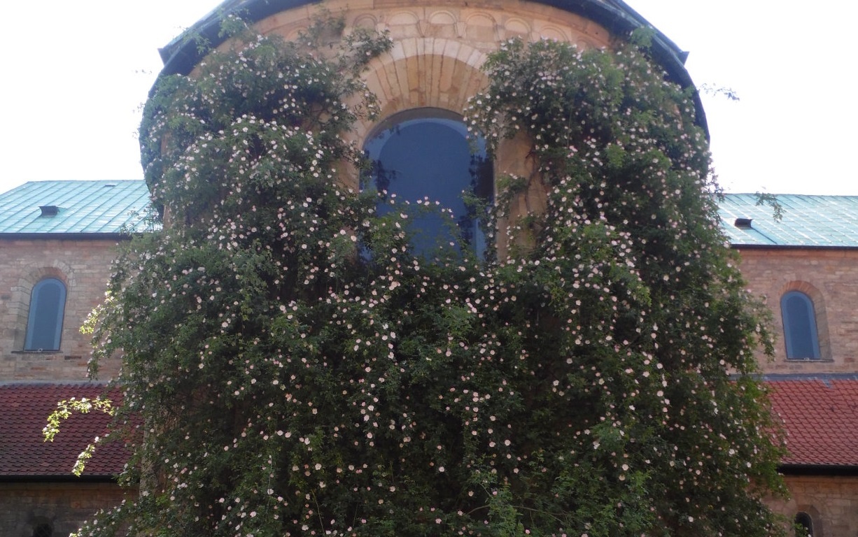 Bui hong nghin tuoi van ra hoa o Duc hinh anh