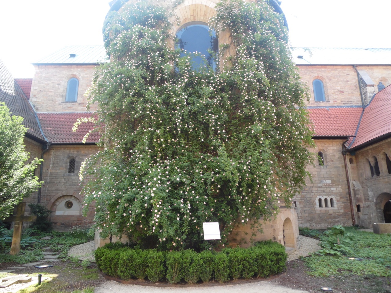 Bui hong co nhat anh 6