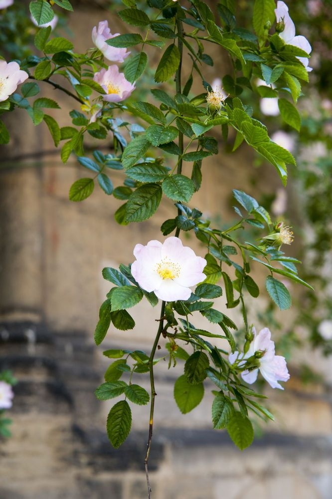 Bụi hồng cổ nhất ảnh 5 Bui hong co nhat anh 5