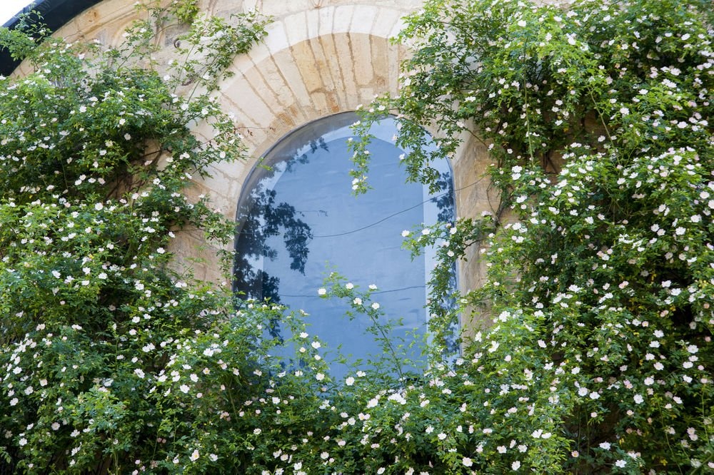 Bui hong co nhat anh 8