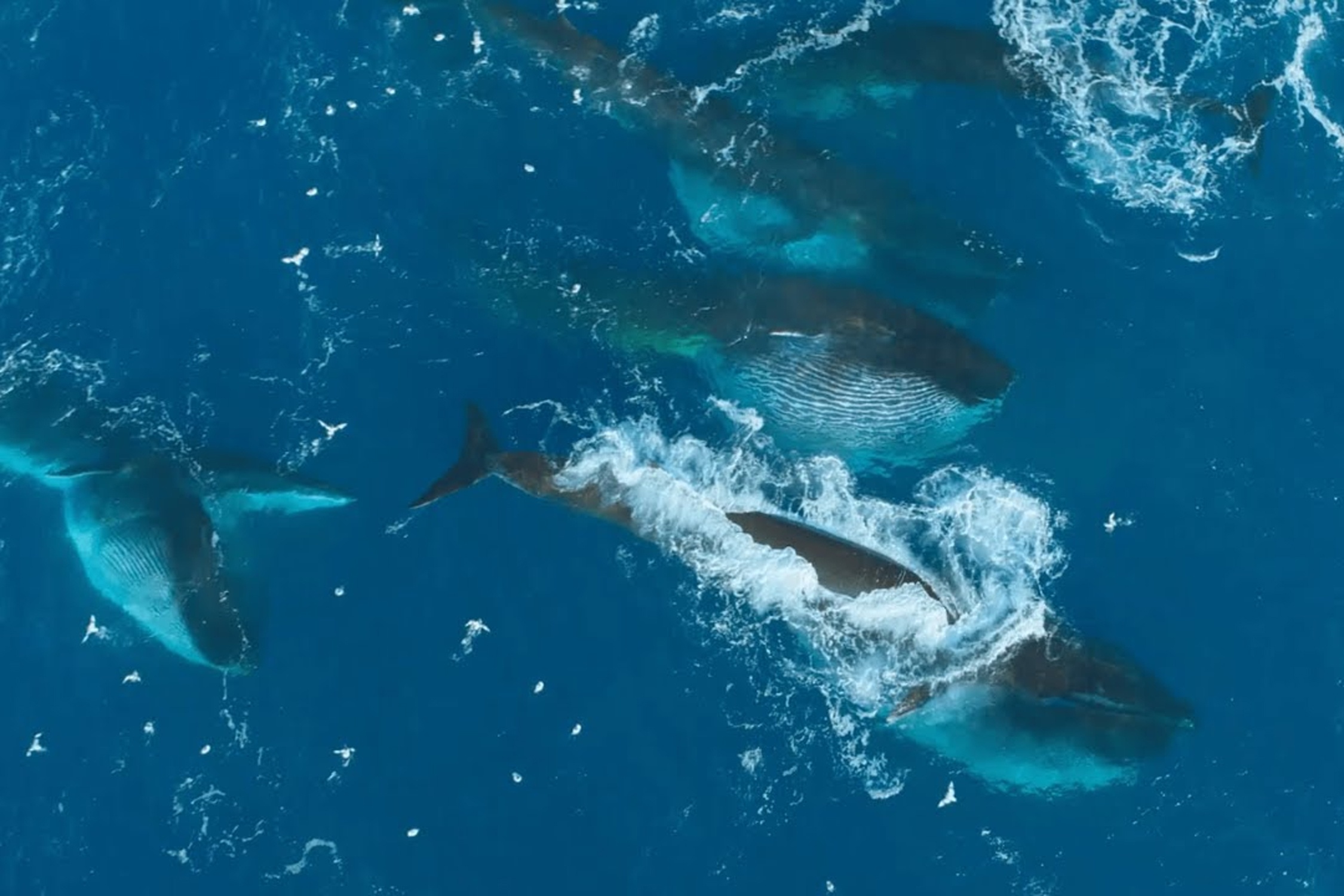 Hang tram ca voi vay san moi tren mat bien hinh anh