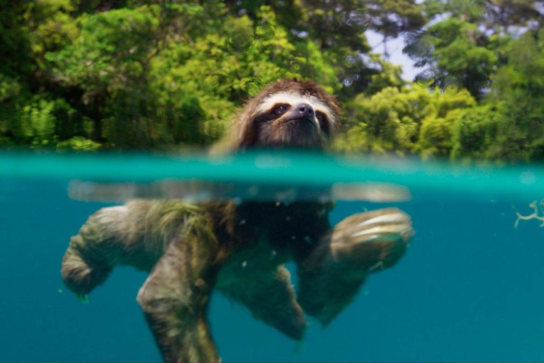 Luoi duc vuot bien tim ban tinh hinh anh