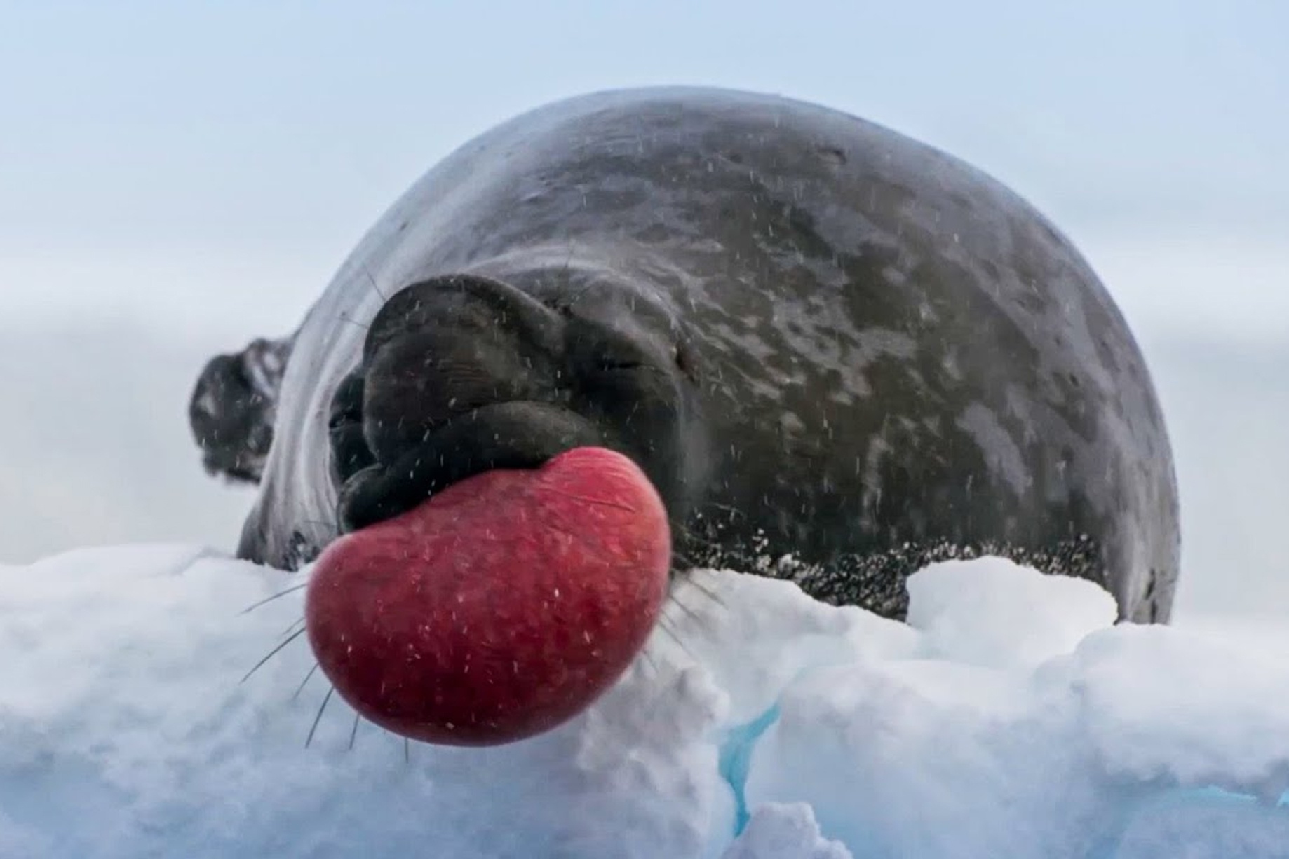Hai cau mao quyen ru con cai bang mui hinh anh