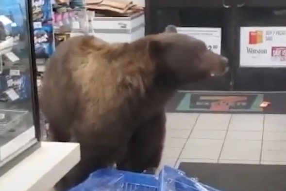 Gau nau khong lo vao sieu thi tim do an hinh anh