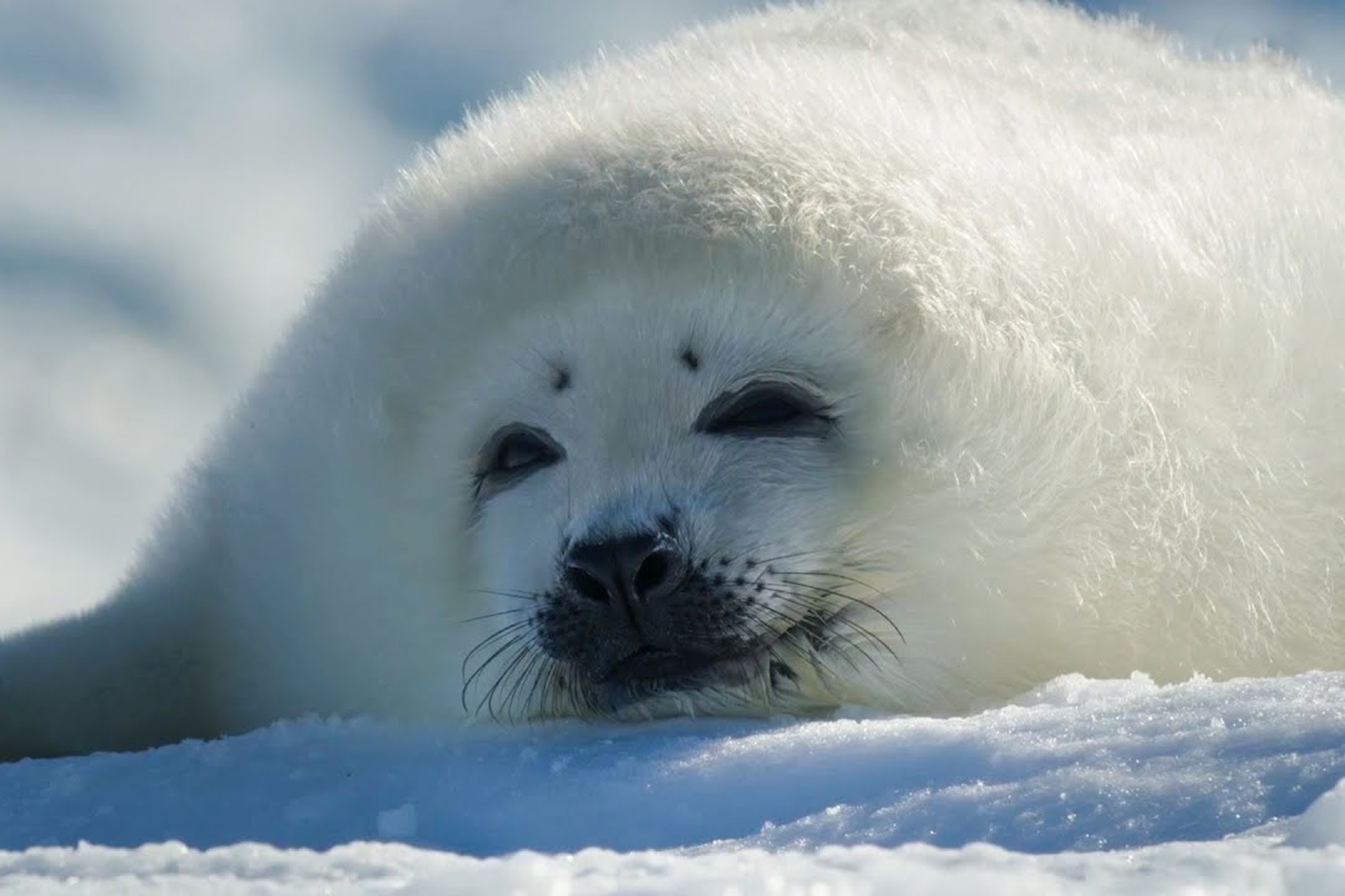 Hai cau con lan dau tap boi hinh anh