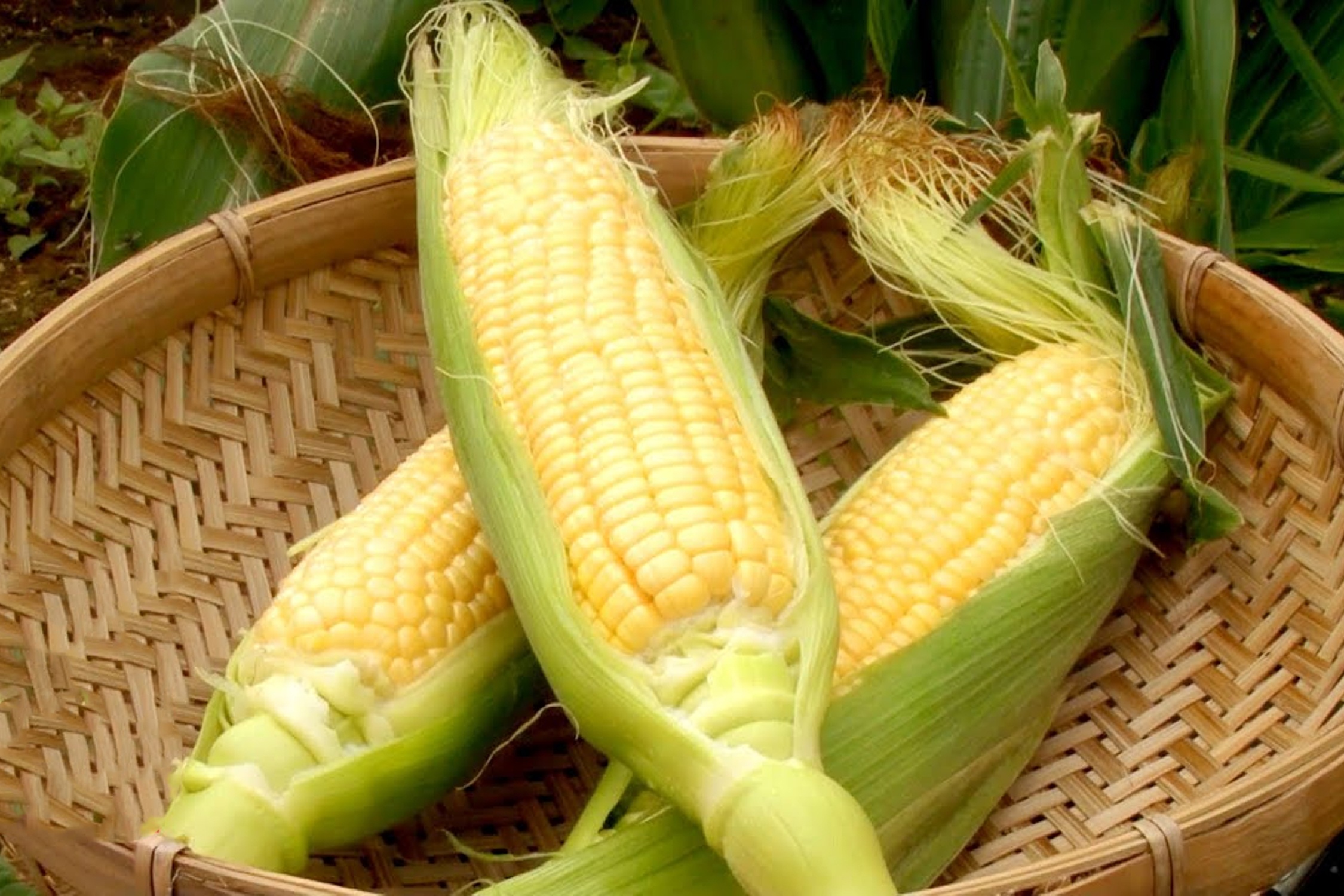 Nguoi Nhat thich an ngo song hinh anh