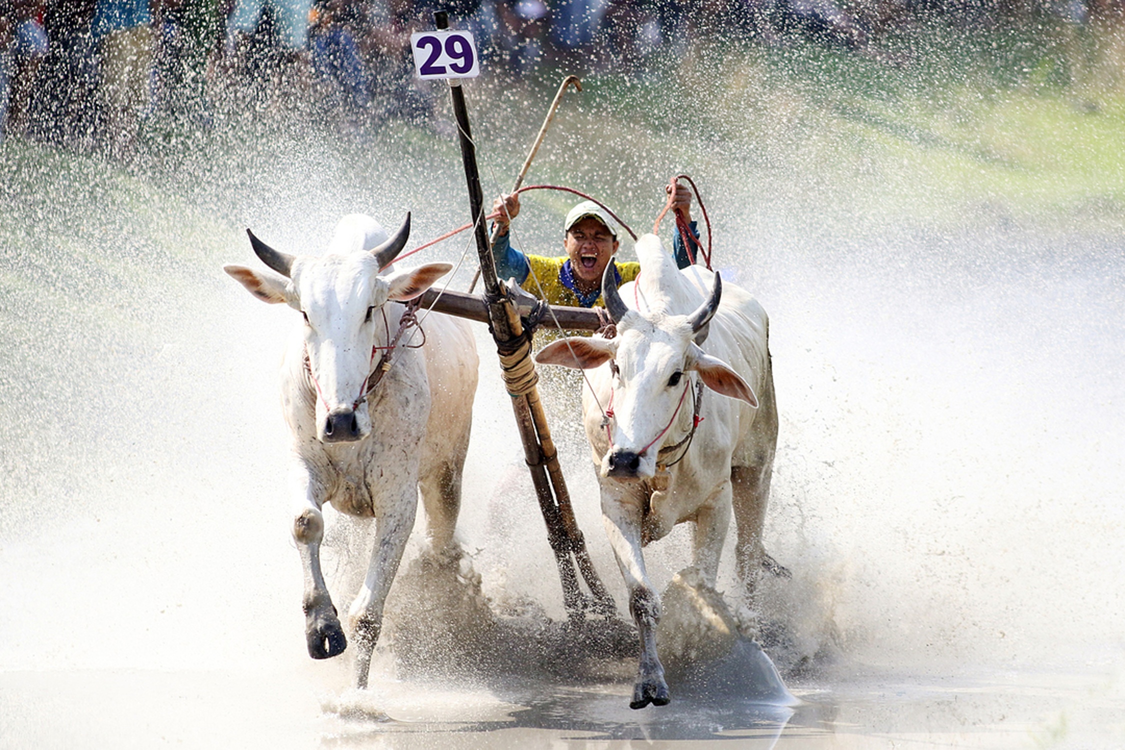 Le hoi dua bo Bay Nui o An Giang hinh anh