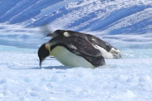 Canh cut me lieu mang di kiem an cho con hinh anh