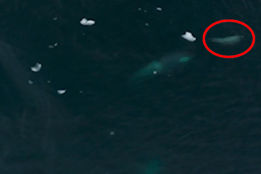 Ca voi sat thu truy sat hai cau hinh anh