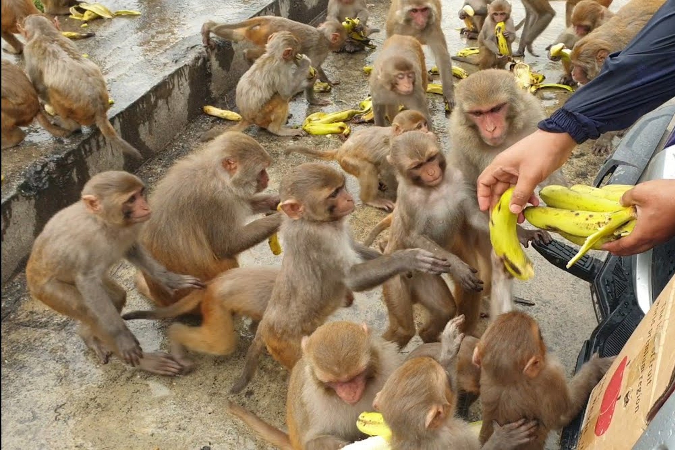 Hang tram con khi duoi theo xe cho chuoi o Thai Lan hinh anh