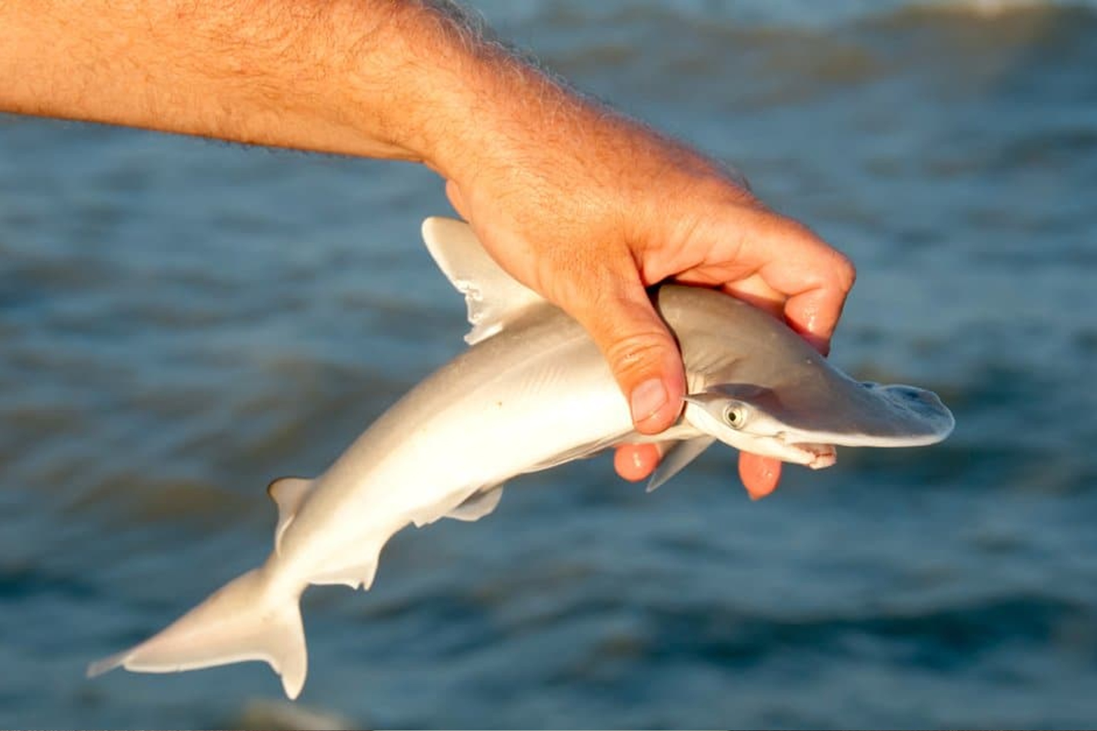 Ca map con kho song sot cho toi khi truong thanh hinh anh