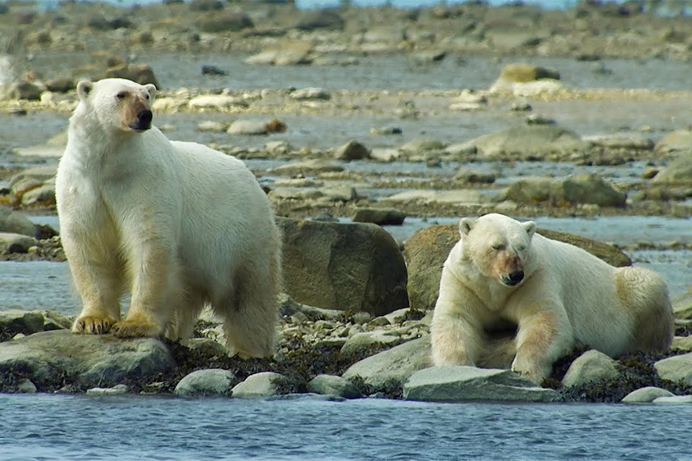 Gau Bac Cuc san ca voi trang hinh anh