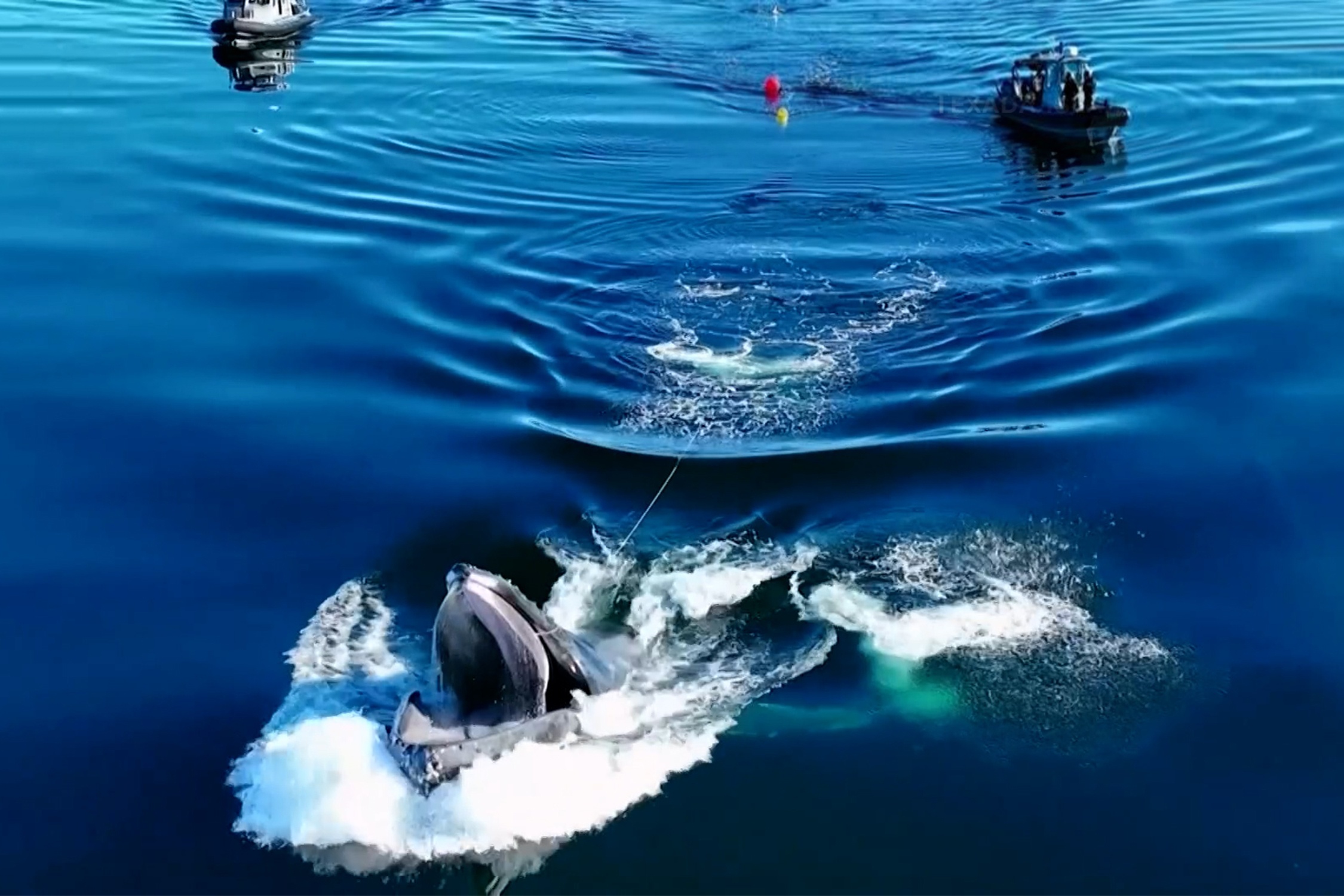 Giai cuu ca voi lung gu mac luoi o Canada hinh anh