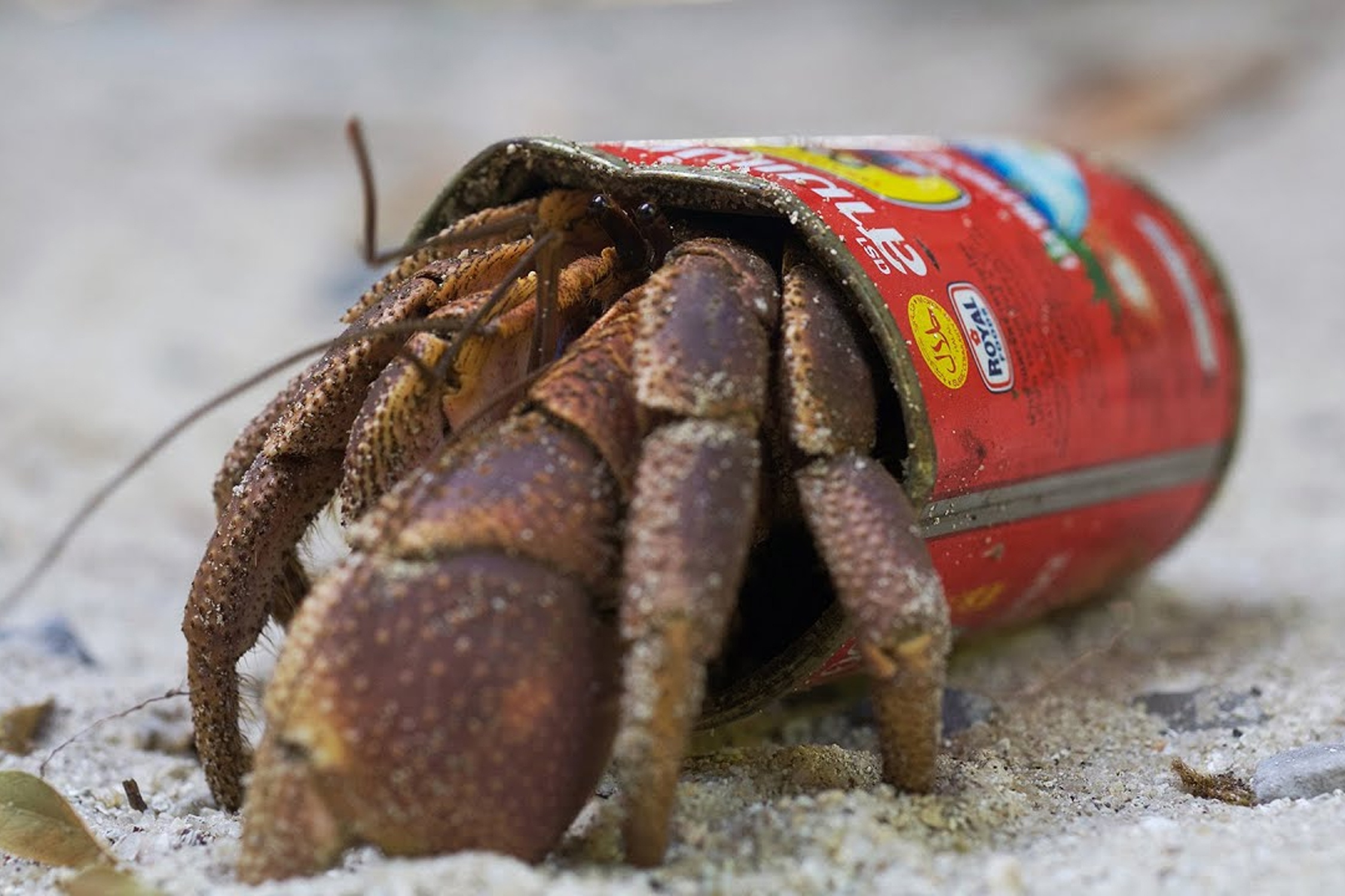 Cua an si song tam trong vo lon rac hinh anh