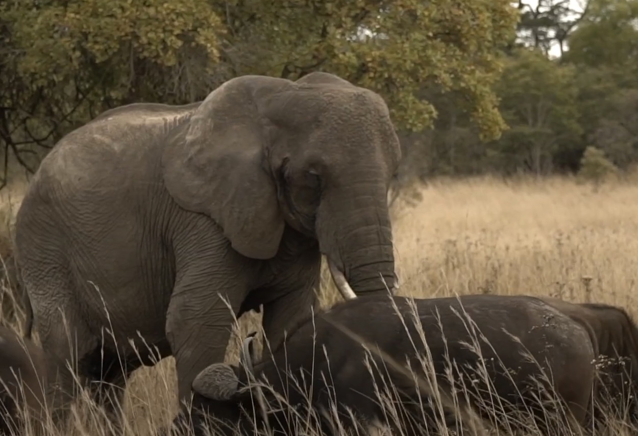 Con voi chau Phi thich song cung dan trau hon dong loai hinh anh
