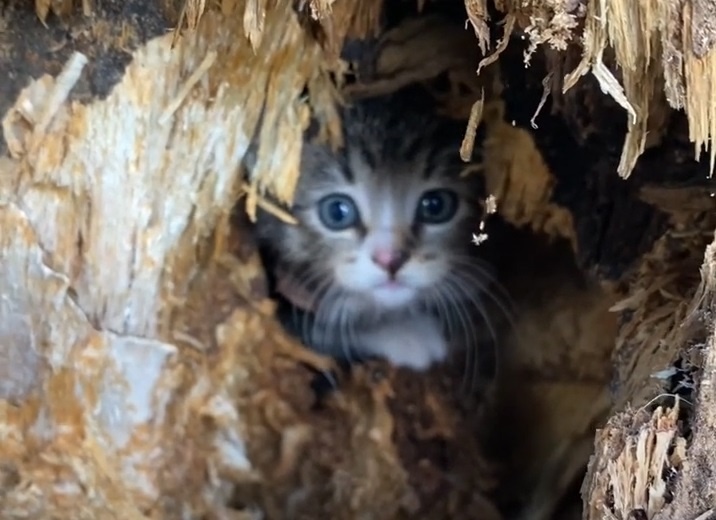 Tim thay meo con trong goc cay khi di bo duong dai hinh anh