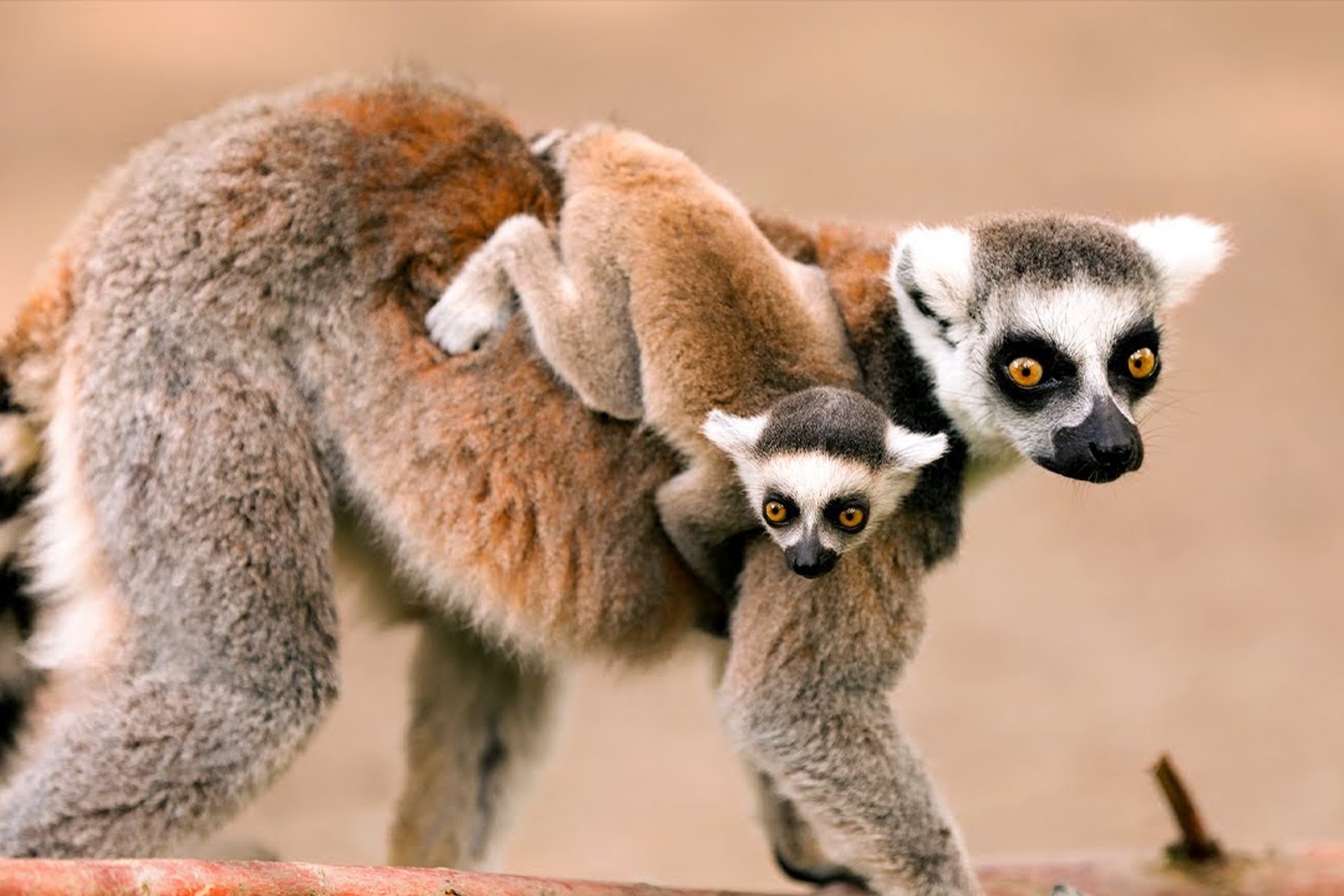 Hai dan vuon cao kich chien gianh lanh tho hinh anh