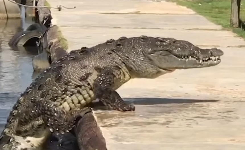 Nhung quai vat gay am anh tren cac khuc song hinh anh