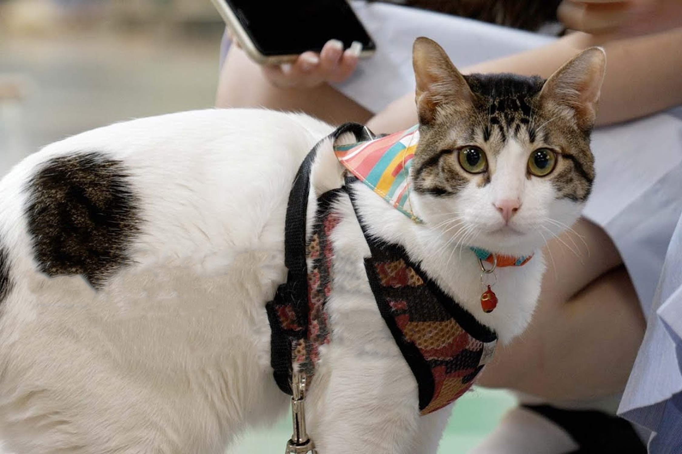 Van hoa meo tai Hong Kong hinh anh