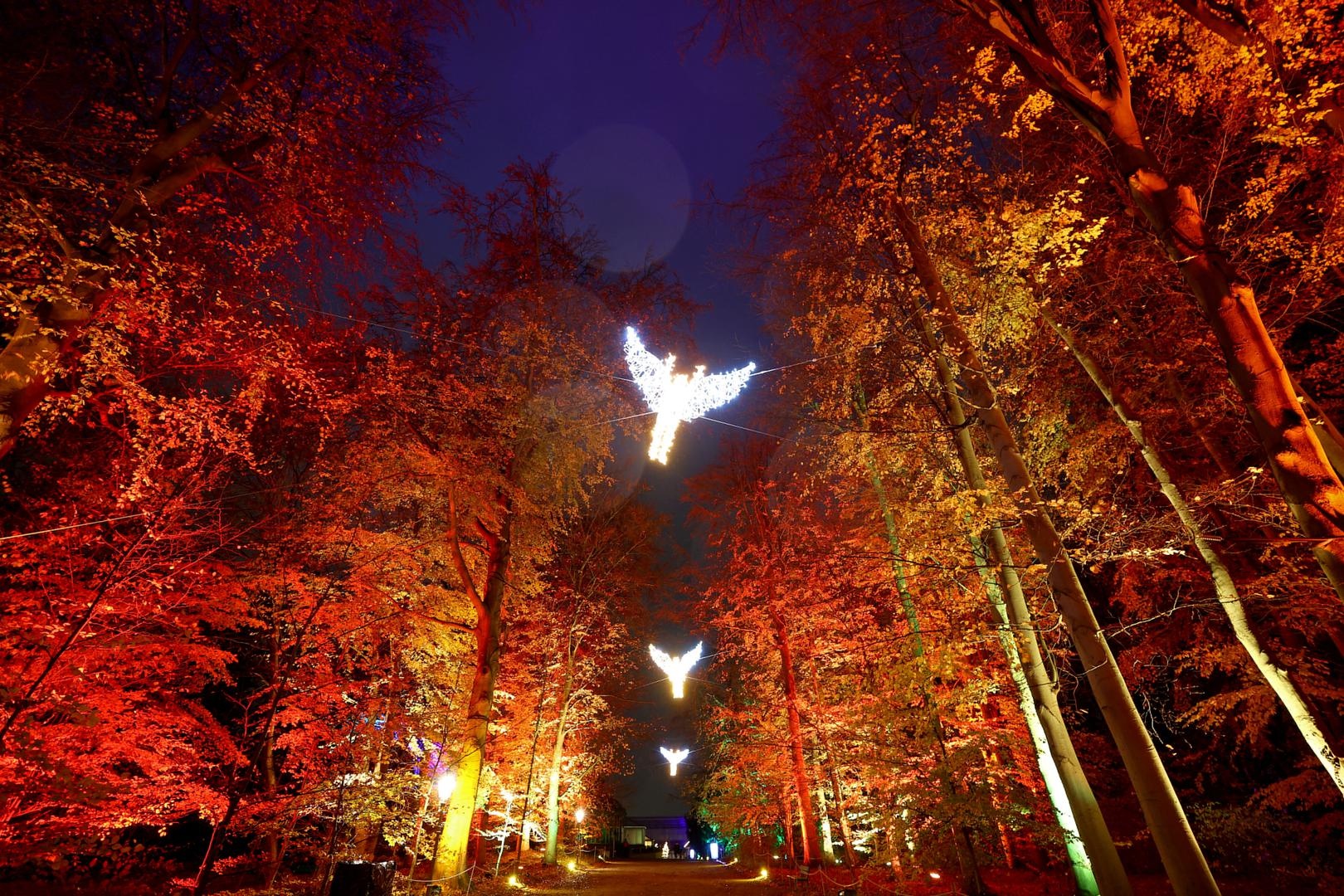 mua Giang sinh anh 8