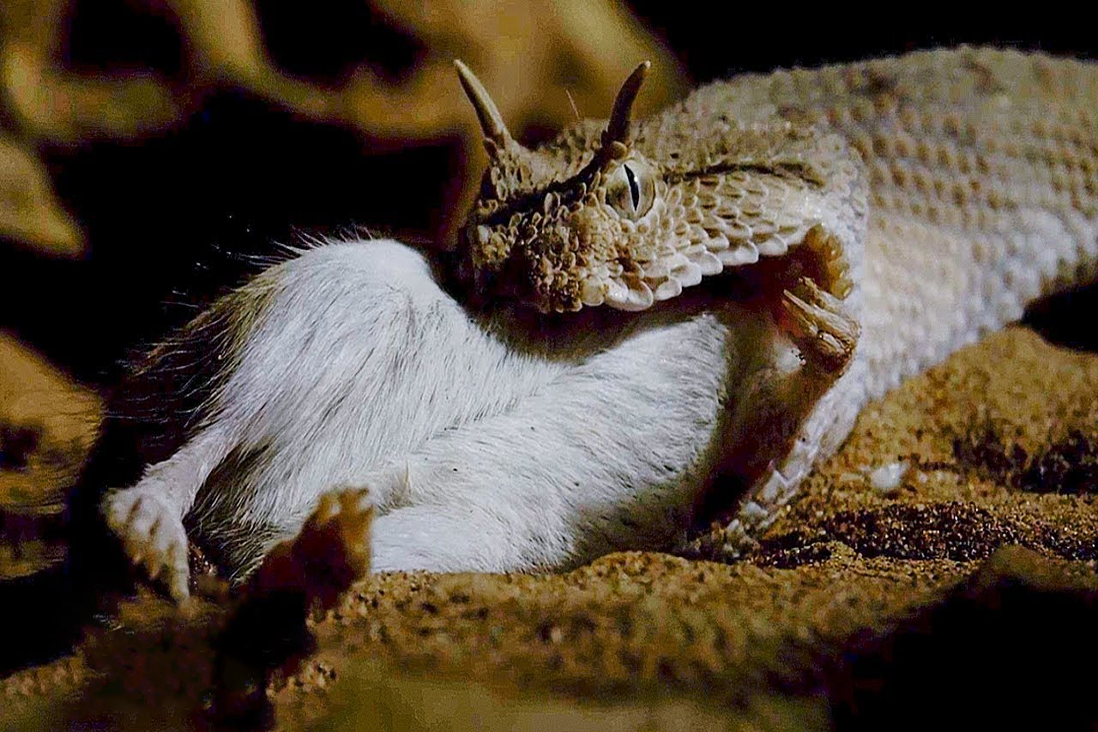 Ran luc sung doat mang chuot nhay trong chop mat hinh anh